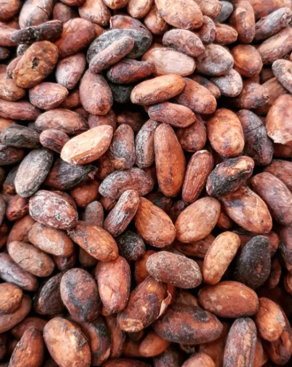 Buy Premium Cocoa Seed