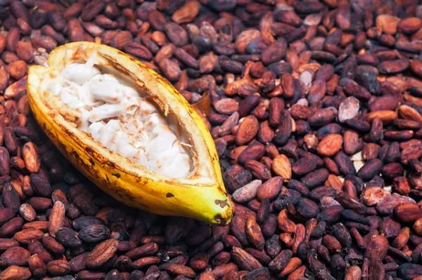 Buy Bolivia Cocoa