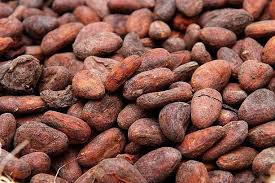 Buy Cocoa Seed