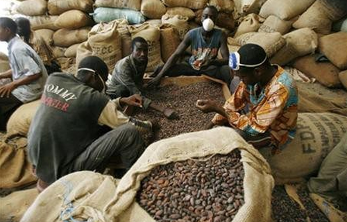 Buy quality cocoa at sucam company