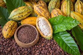 buy dry cocoa seed