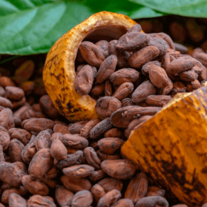 Buy Peru Cocoa this is a very good cocoa for the production of chocolate it is available in Cameroon