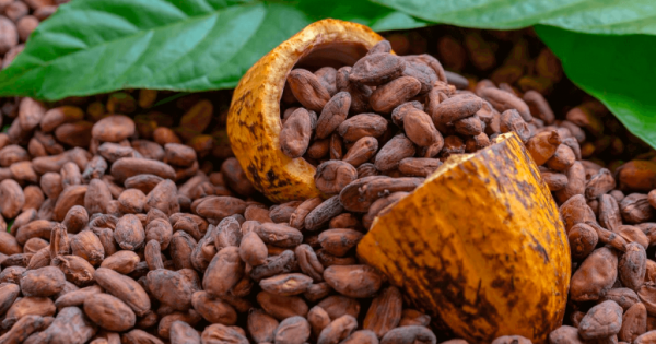 Buy Peru Cocoa this is a very good cocoa for the production of chocolate it is available in Cameroon